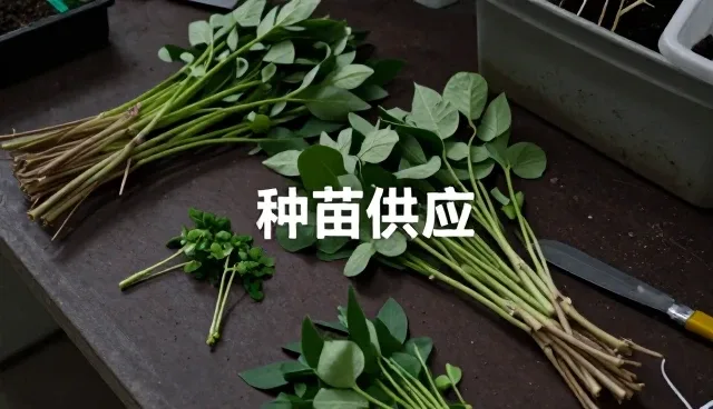 农机服务性能表现对业务模式的深远影响